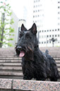 scottishterrier_happy5