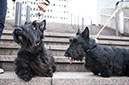 scottishterrier_happy9