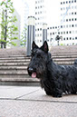 scottishterrier_happy3