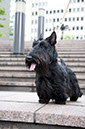 scottishterrier_happy4