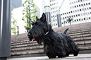 scottishterrier_happy7