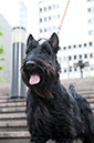 scottishterrier_happy6