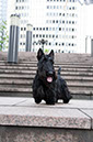 scottishterrier_happy2