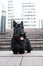 scottishterrier_happy8