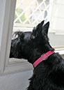 scottishterrier_h4_20