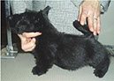 scottishterrier_h4_2