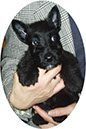 scottishterrier_h4_1