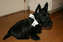 scottishterrier_h4_9