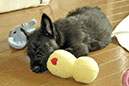 scottishterrier_h4_6