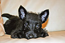 scottishterrier_h4_3