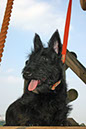 scottishterrier_h4_17