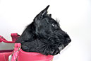 scottishterrier_h4_11