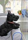 scottishterrier_h4_10