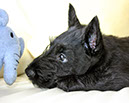 scottishterrier_h4_5