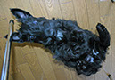 scottishterrier_h4_14