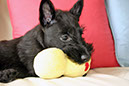 scottishterrier_h4_4