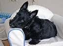 scottishterrier_h4_15