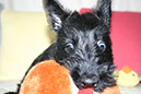 scottishterrier_h4_7