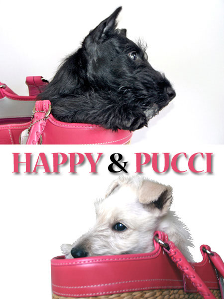 HAPPY & PUCCI