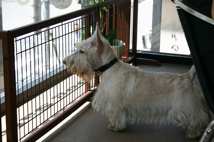 scottishterrier_pucci27