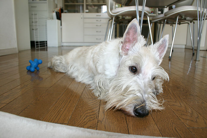 scottishterrier_pucci15