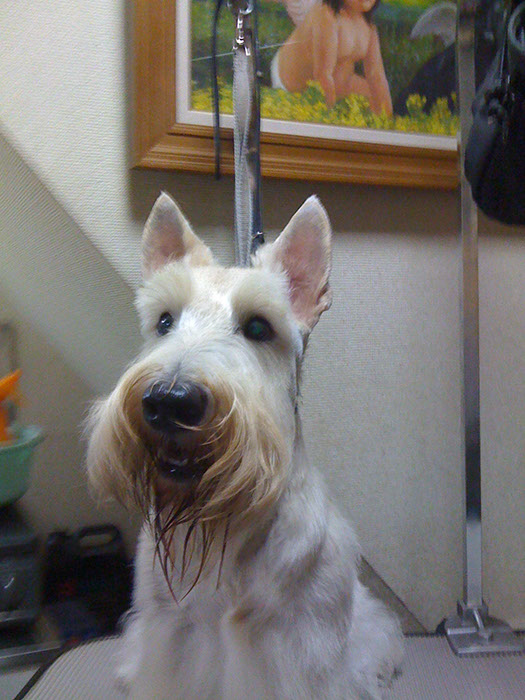 scottishterrier_pucci28