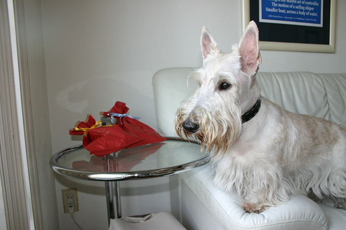 scottishterrier_pucci14