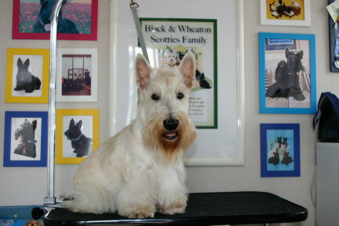 scottishterrier_pucci13