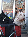 scottishterrier_pucci31