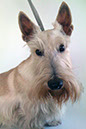 scottishterrier_pucci34