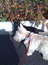 scottishterrier_pucci21