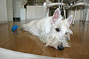 scottishterrier_pucci15