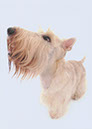 scottishterrier_pucci1