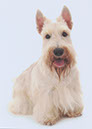 scottishterrier_pucci5