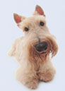 scottishterrier_pucci2