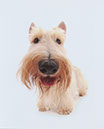 scottishterrier_pucci6