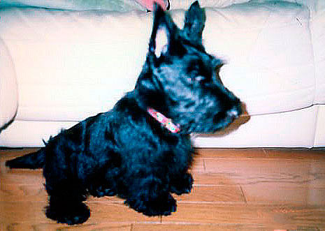 scottishterrier97b