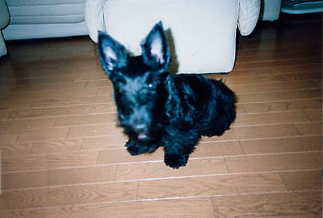 scottishterrier97d