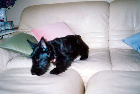 scottishterrier97f