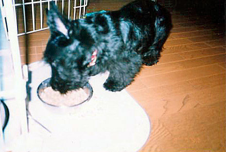 scottishterrier97c