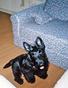 scottishterrier97g