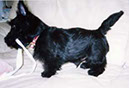 scottishterrier97h