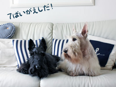 スコティッシュ・テリア ハッピー&プッチ