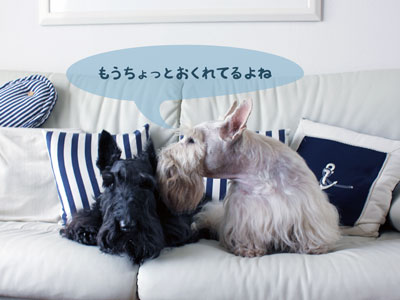 スコティッシュ・テリア ハッピー&プッチ