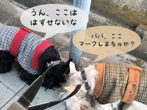 スコティッシュ・テリア ハッピー&プッチ
