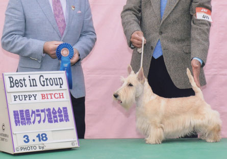 群馬県クラブ連合会展 ベスト イン グループ受賞 スコティッシュ・テリア シェリー