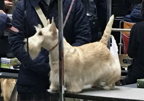スコティッシュ・テリア シェリー