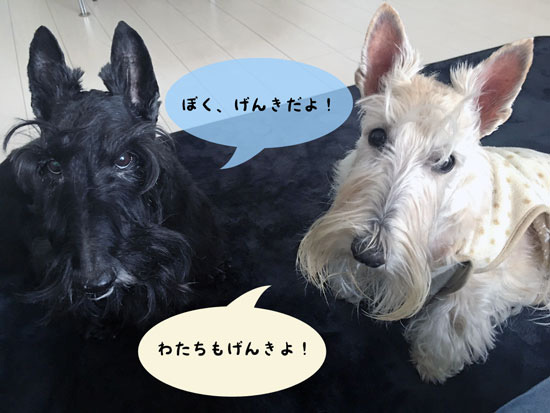 スコティッシュ・テリア ハッピー&シェリー