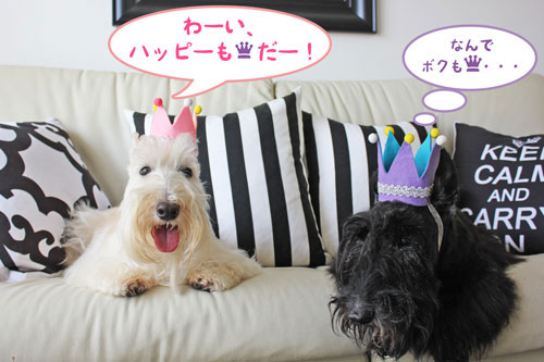 スコティッシュ・テリア ハッピー&シェリー