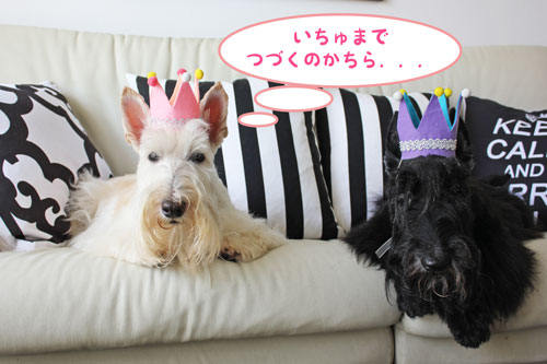 スコティッシュ・テリア ハッピー&シェリー